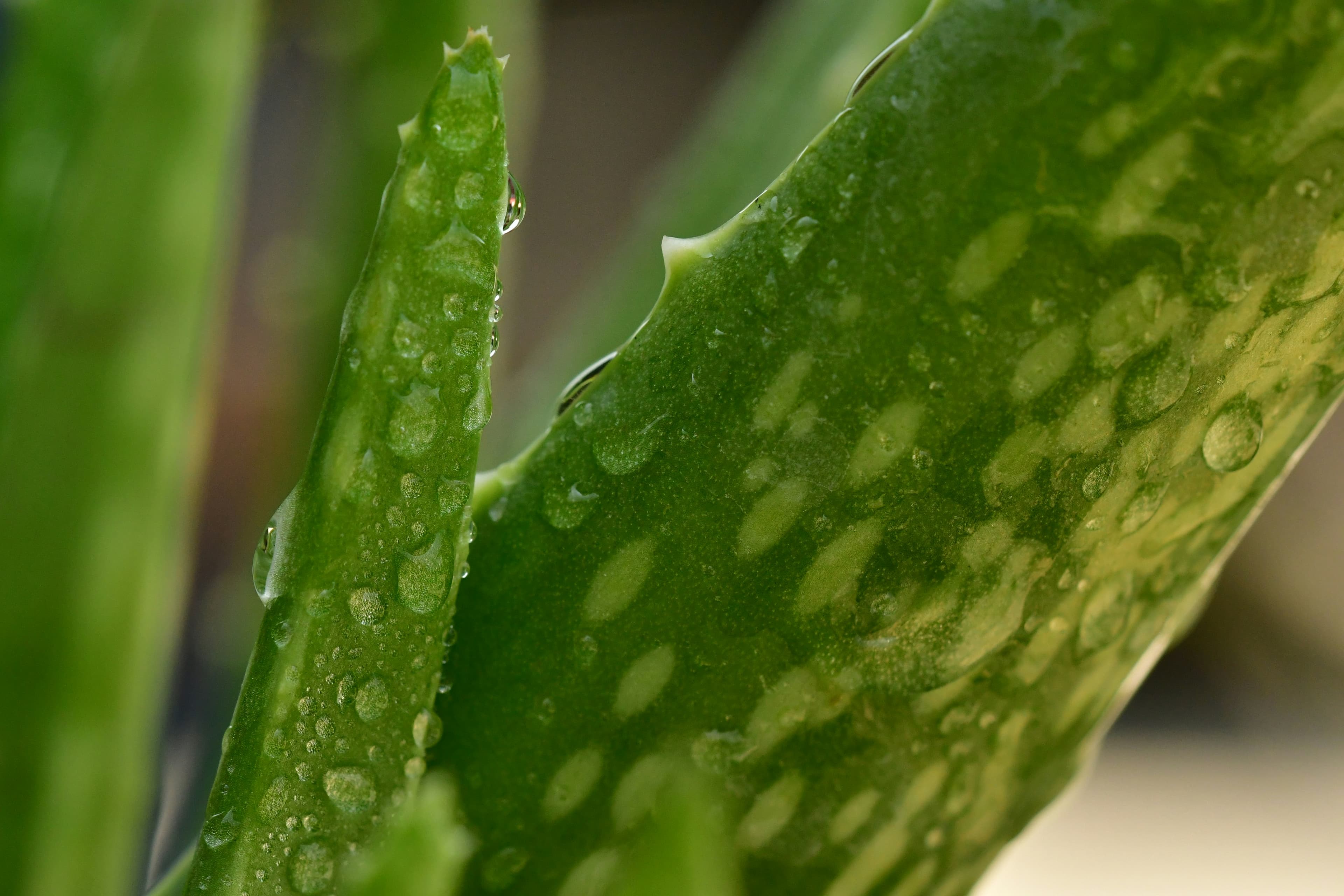 Cili është efekti i Aloe Verës në lëkurën e fëmijëve?